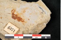 Foto (Detailansicht) von Pinus palaeolaricio Ettingshausen (NHMW-GEO-2024-0188-6371)